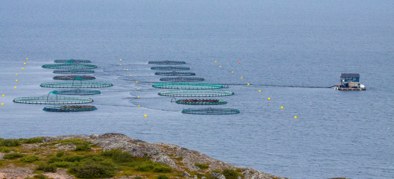 Oppdrettsanlegg med merder i sjø. Havbruk.