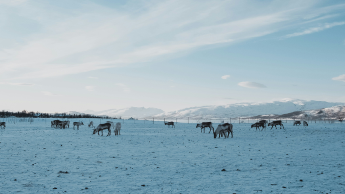 Reindrift Bilde Febiyan On Unsplash